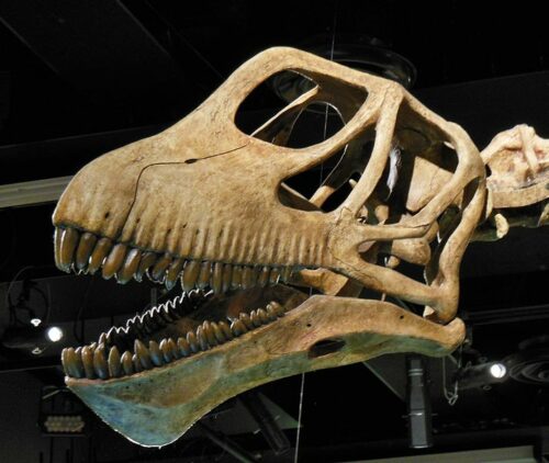 Mamenchisaurus skull